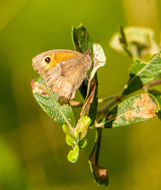 Gatekeeper butterfly