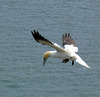 Gannet