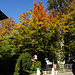 Farbenvielfalt im Herbstlichen La Sarraz