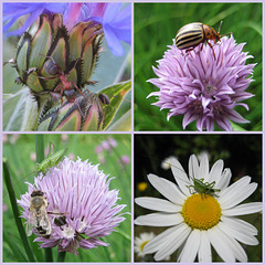 Blüten und Insekten