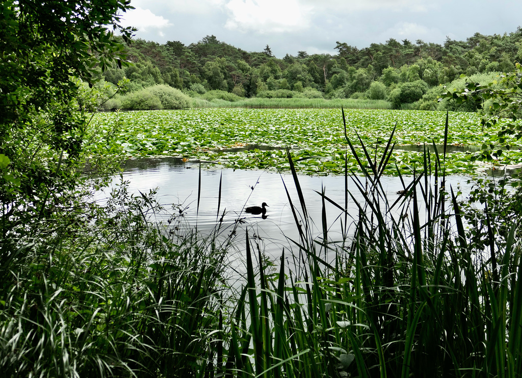 Das Finkenmoor im Wernerwald.  (2 pips)