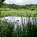 Das Finkenmoor im Wernerwald.  (2 pips)