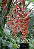 Heliconia collinsiana var. collinsiana