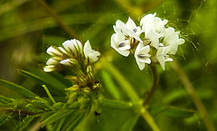 20230606 0713CPw [D~LIP] Behaarte WICKE (Vicia hirsuta), Bad Salzuflen