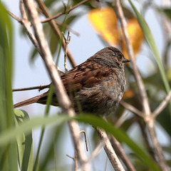 EOS 90D Peter Harriman 14 06 56 15136 dunnock dpp