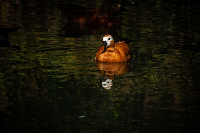 Ruddy shelduck