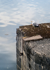 Lesser Black-Backed Gull