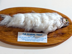 PXL 20250810 170631186-001-Fur Bearing Trout