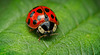 Der Asiatischer Marienkäfer (Harmonia axyridis) aus der Nähe :)) The Asian ladybird (Harmonia axyridis) up close :)) La coccinelle asiatique (Harmonia axyridis) de près :))