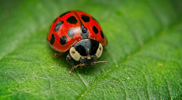 Der Asiatischer Marienkäfer (Harmonia axyridis) aus der Nähe :)) The Asian ladybird (Harmonia axyridis) up close :)) La coccinelle asiatique (Harmonia axyridis) de près :))