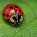 Der Asiatischer Marienkäfer (Harmonia axyridis) aus der Nähe :)) The Asian ladybird (Harmonia axyridis) up close :)) La coccinelle asiatique (Harmonia axyridis) de près :))