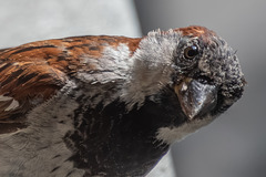 Na, Du komischer Vogel??? ;-)