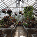 Interior of one of the Greenhouses at Planting Fields, May 2012
