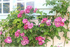 Roses de Gerberoy