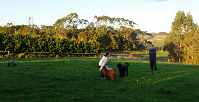 ball time for dogs & lambs