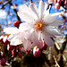 04 BGD Prunus suphirtella - Higan- Kirsche