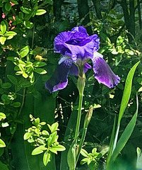 Iris  (PiP)