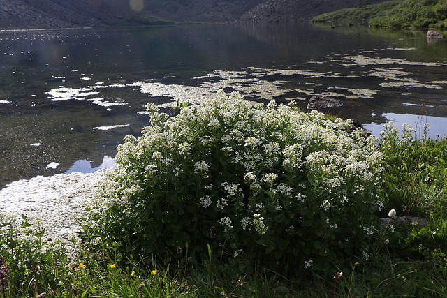 Wild Candytuft