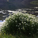 Wild Candytuft