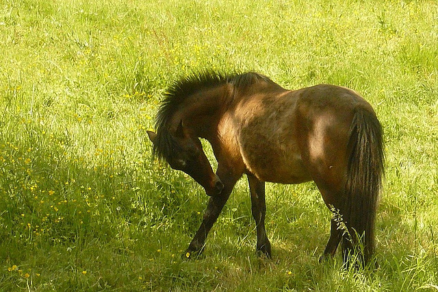 Petit cheval !