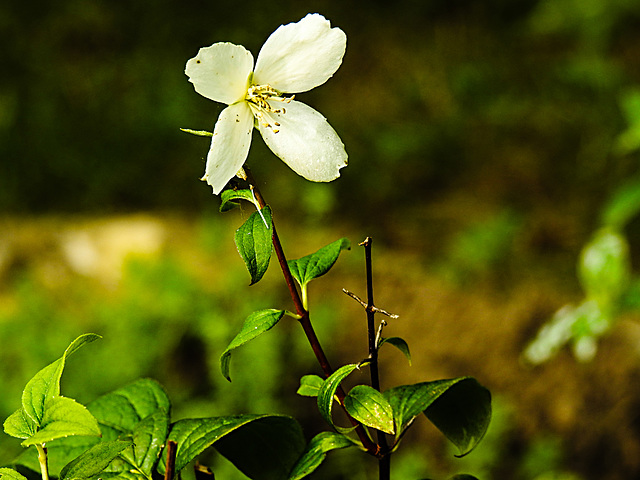 20220923_1767CP [D~LIP] Europäische Pfeifenstrauch (Philadelphus coronarius), UWZ, Bad Salzuflen