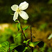20220923_1767CP [D~LIP] Europäischer Pfeifenstrauch (Philadelphus coronarius), UWZ, Bad Salzuflen
