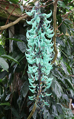 'Jade Vine' Strongylodon macrobotrys