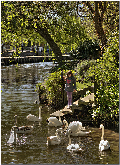Feeding the Swans