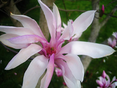 Magnolia du jardin ce 13 avril