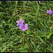 Geranium pyrenaicum (4)