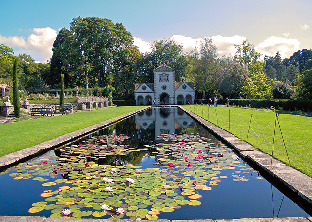 Water Lilies at Bodnant Gardens