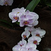 Phalaenopsis