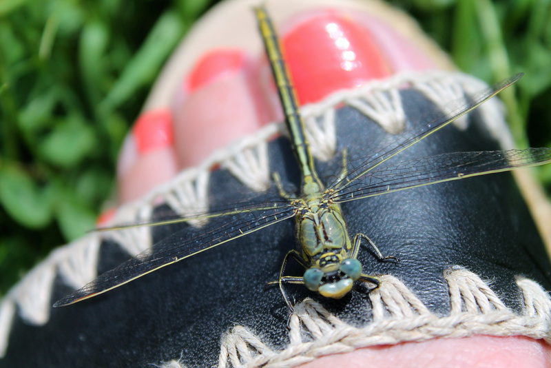 la belle libellule s'est posée sur mon pied