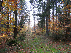 Waldgebiet am Schwarzerberg