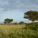Ugandan Savannah in Queen Elizabeth National Park