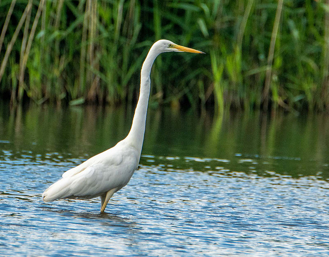 Great white egret