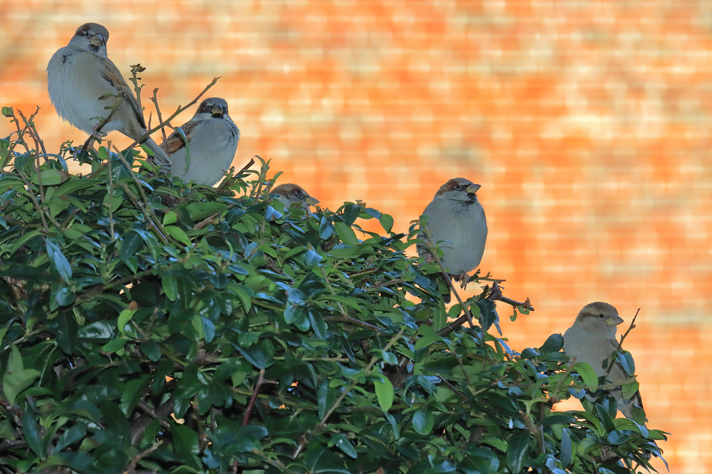 eos-90d peter-harriman 12 26 38 54482 sparrows dpp 50770190426 o