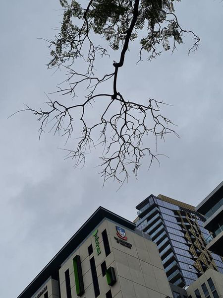 city treescape