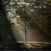 Autumn mist at Alexandra Park
