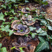 20220923 1768CPw [D~LIP] Efeu (Hedera helix), Pilz Tramete-, UWZ, Bad Salzuflen