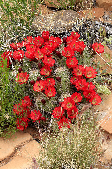 Claret Cup