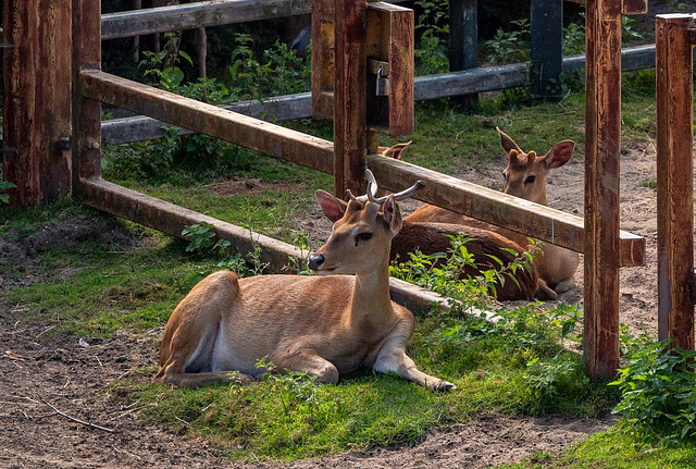 Brow antler deer