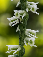 Spiranthes lacera var. gracilis (Slender Ladies'-tresses orchid)