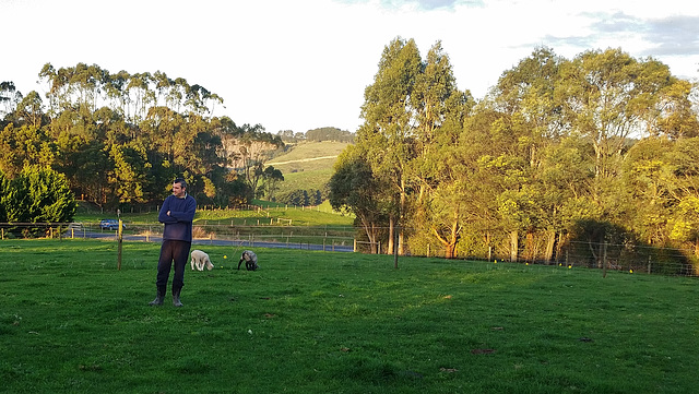 ball time for dogs & lambs