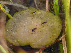 Green jelly mass on Buller Pond