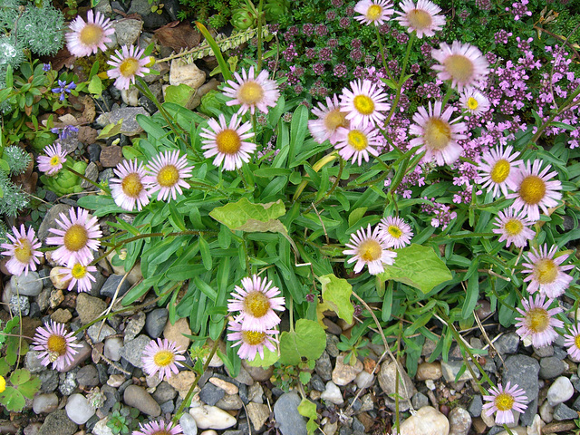 042  Ein Erigeron aus der neuen Welt