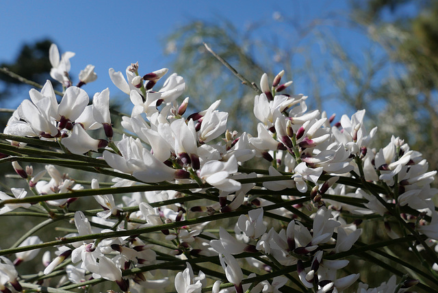 Retama monosperma