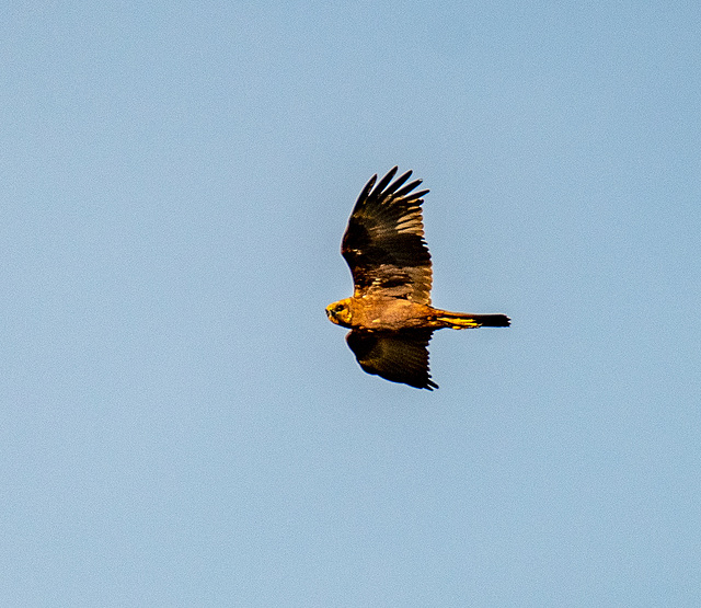 Ring tail hen harrier