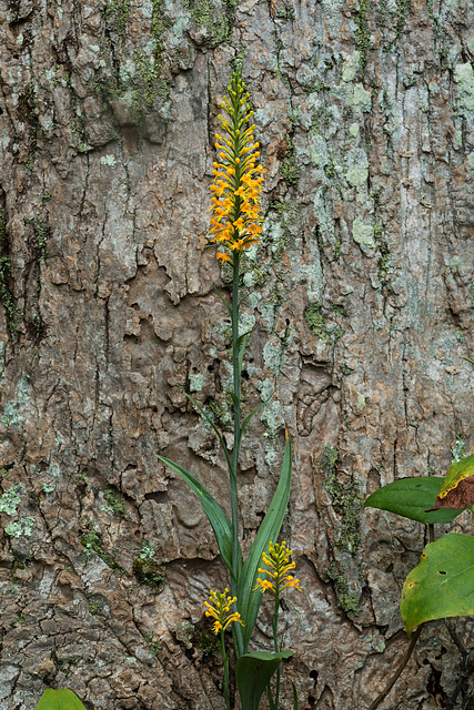 Platanthera cristata (Crested Fringed orchid)