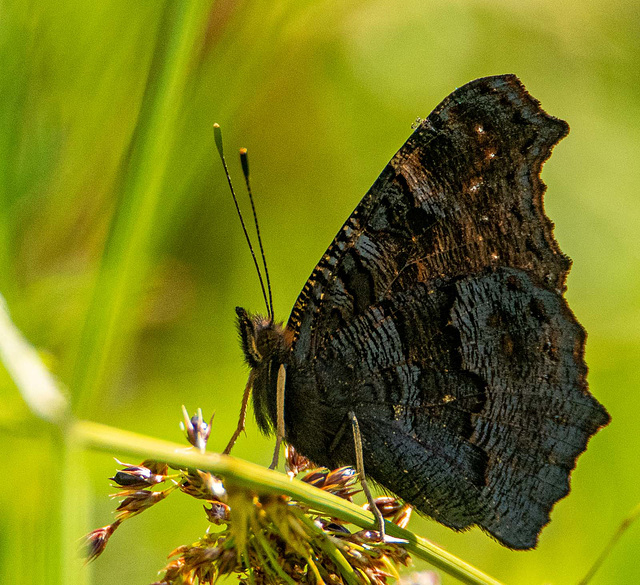 Tortoishell butterfly